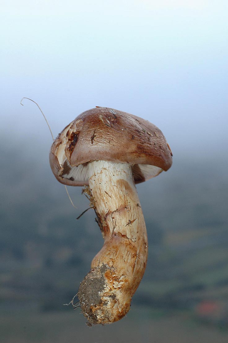 Cortinarius balteatocumatilis